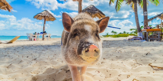 pig on beach in the bahamas