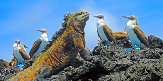 iguana and blue footed boobies in the Galapagos