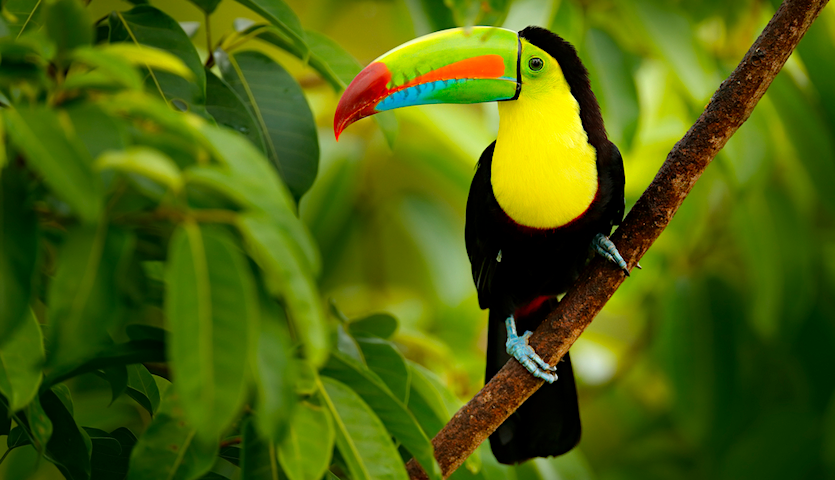 Toucan in Costa Rica birdwatching
