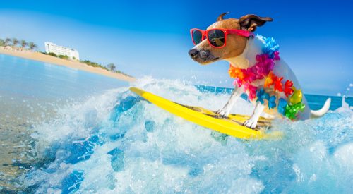 dog surfing with sunglasses