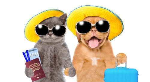 dog and cat traveling with passports