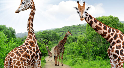 giraffes kruger park johannesburg south africa