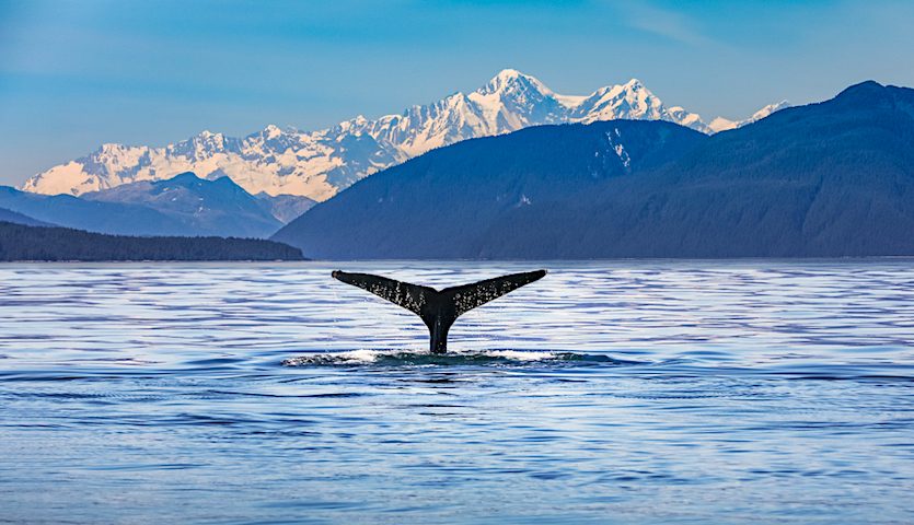 Whale Tail in Anchorage Alaska with Mountains