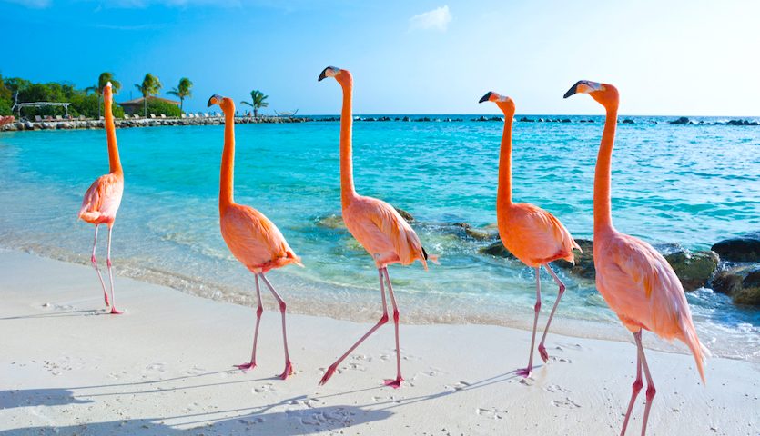 Pink Flamingos on Aruba Beach