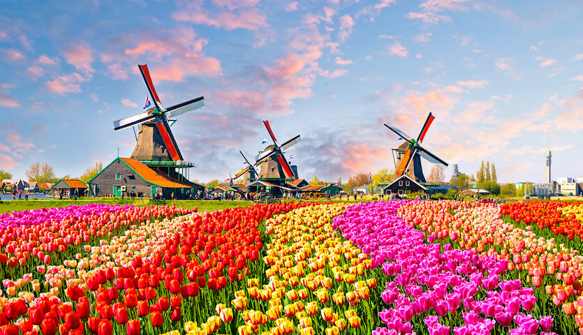 Windmills and tulips near Amsterdam Netherlands