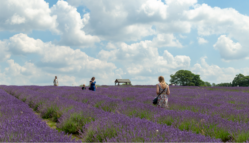 Walkers enjoy a stroll through the very purple Mayfield Lavender Farm 