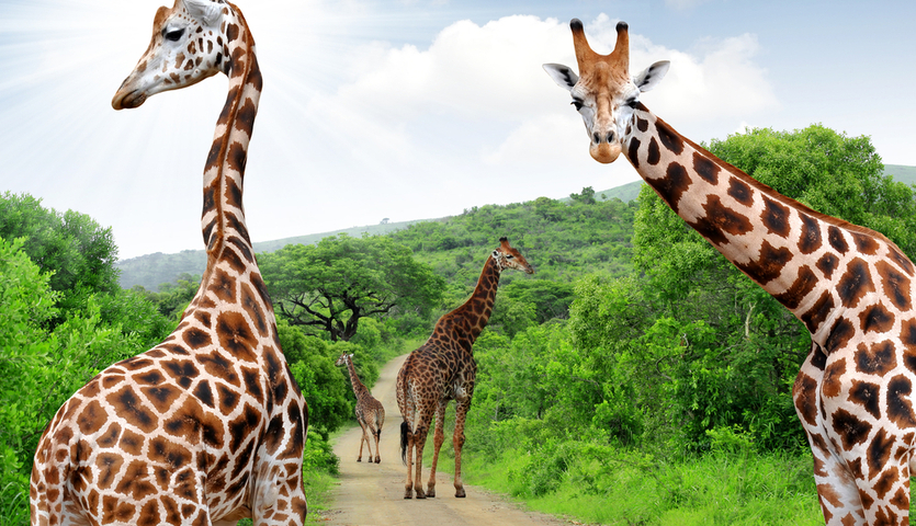 Giraffes looking at the camera in Kruger Park South Africa