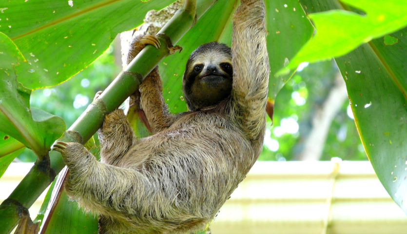 sloth hanging from tree in costa rica