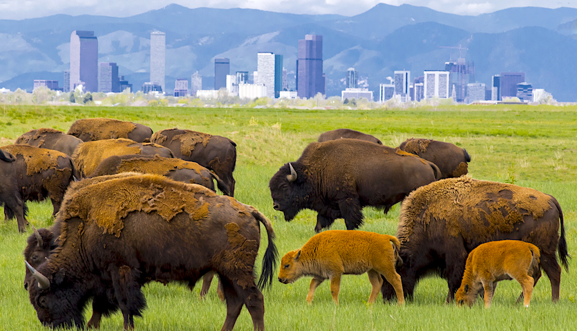Bison in the plains outside of Denver Colorado