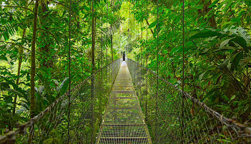 Hanging bridge in Costa Rican Rainforest Green