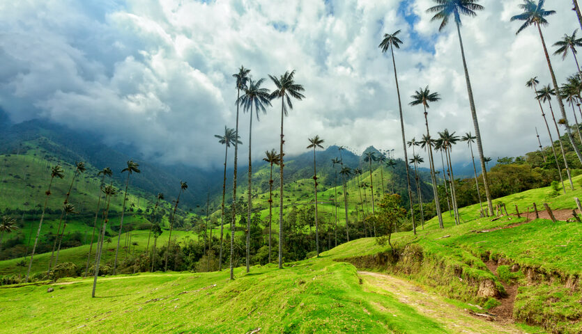 tall palm trees in cocora valley near salento colombia