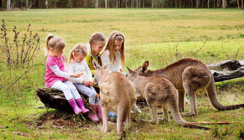 children feeding kangaroos at Australia Zoo in Brisbane