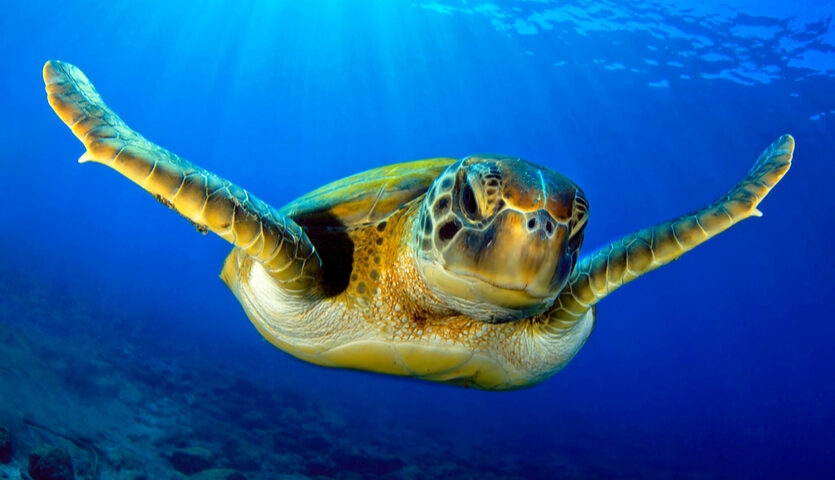 sea turtle in the Galapagos islands