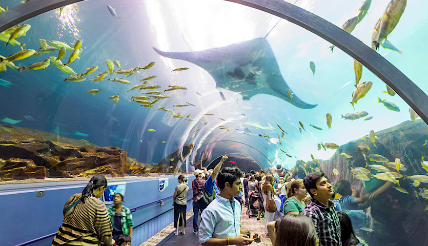 People at the Atlanta Aquarium in Georgia