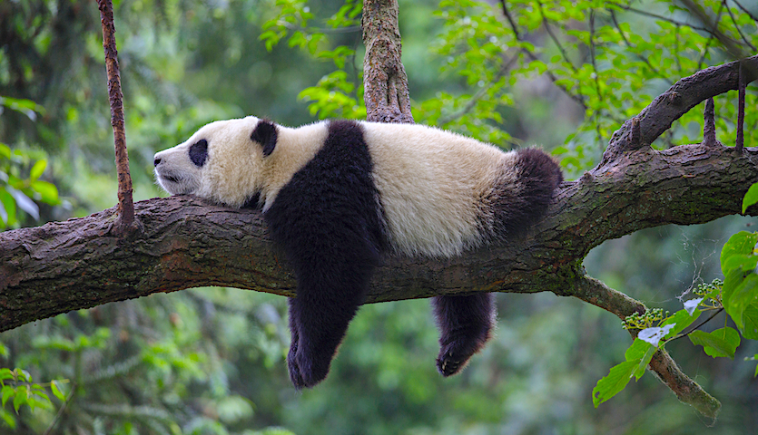 Panda bear relaxing on tree branch in China