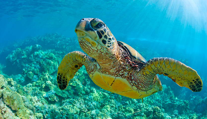 Sea turtle in Hawaii Maui