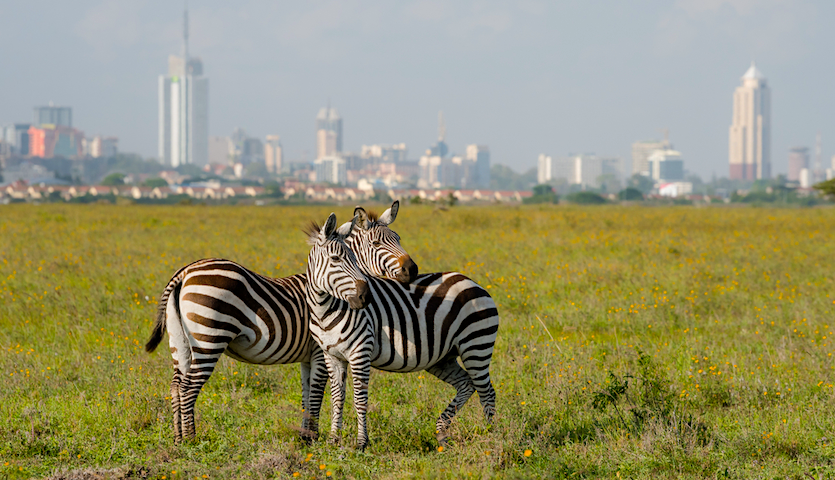 Zebras near Nairobi Kenya 