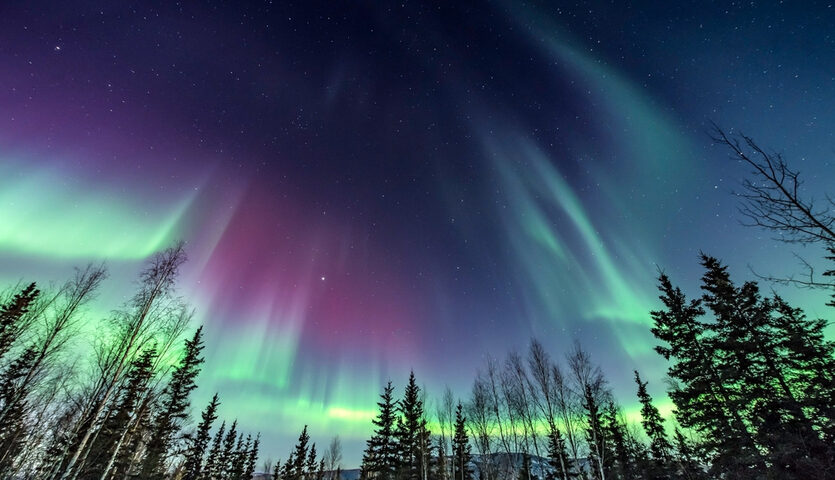 northern lights aurora borealis pine trees alaska