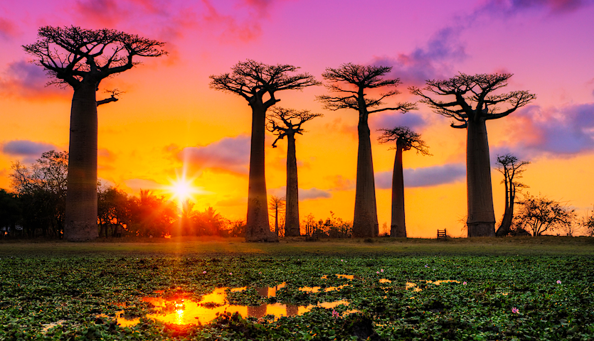 Boabab trees in Madagascar Africa