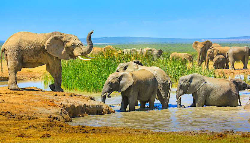 Port Elizabeth South Africa Addo Elephant Sanctuary