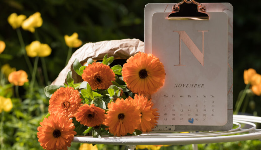 orange flowers and a calendar of November with Thanksgiving Day marked by a heart