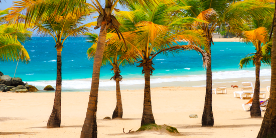 Beach near San Juan puerto rico with palm trees
