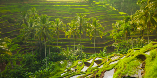 rice terraces near ubud bali indonesia denpasar