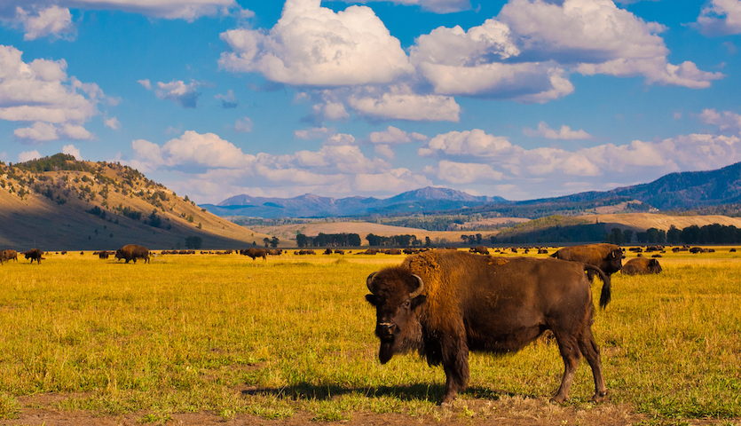 bison in yellowstone national park near bozeman montana