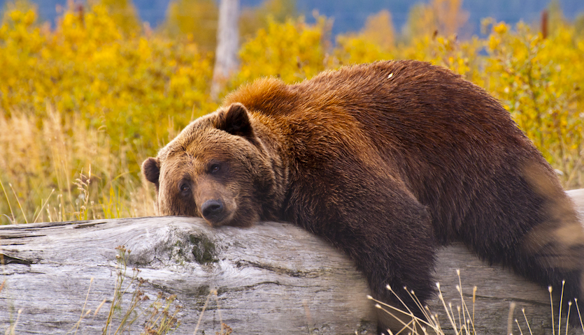 an alaskan bear laying down for a nap