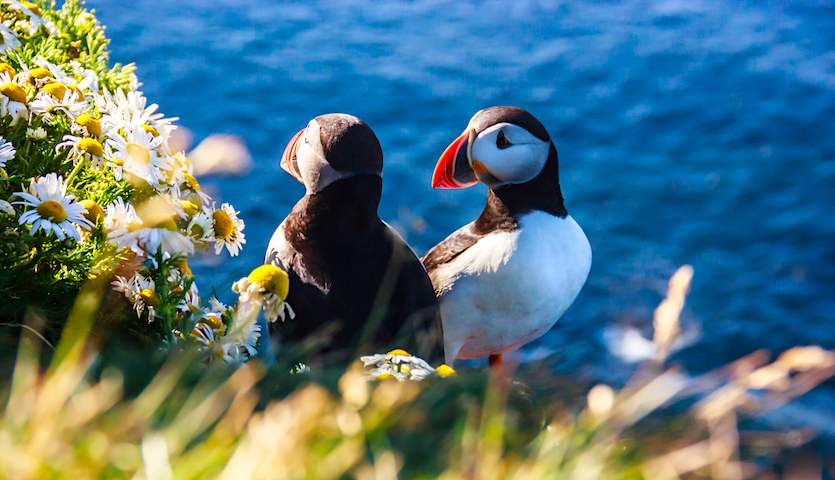 puffins in iceland during the summer months