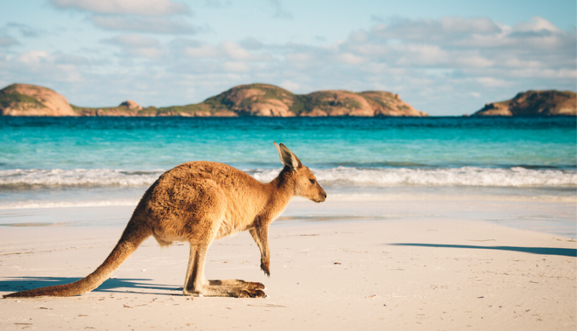 kangaroo at lucky bay cape le grand national part esperance, western australia