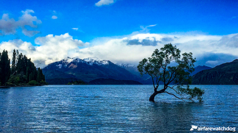 South Island of New Zealand Wanaka Tree