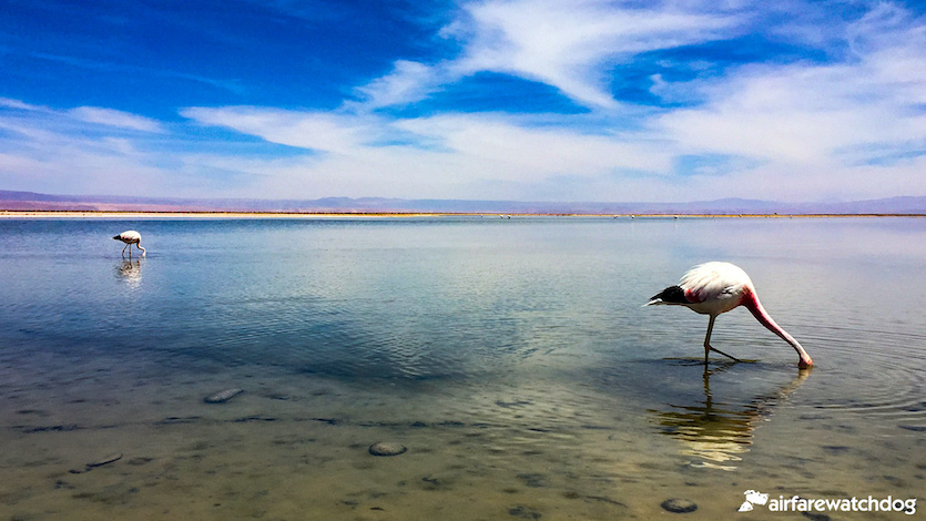 Flamingos in Chile, San Pedro Atacama